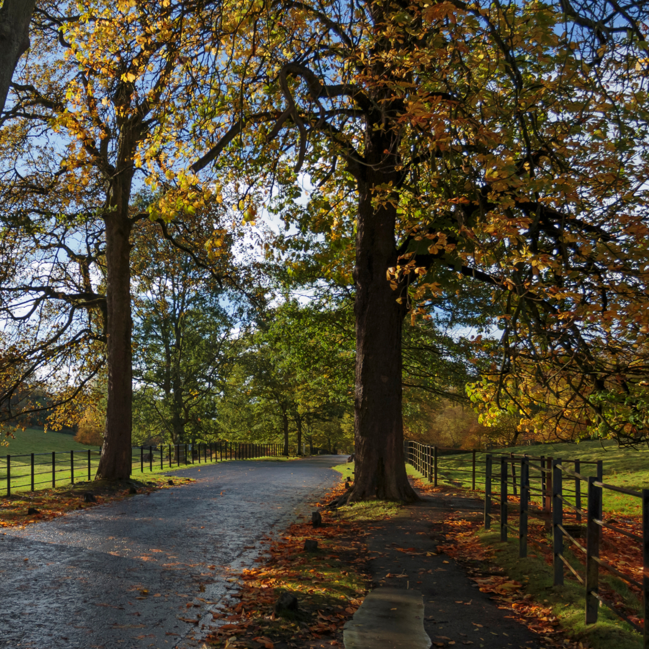 Pollok Country Park 5050