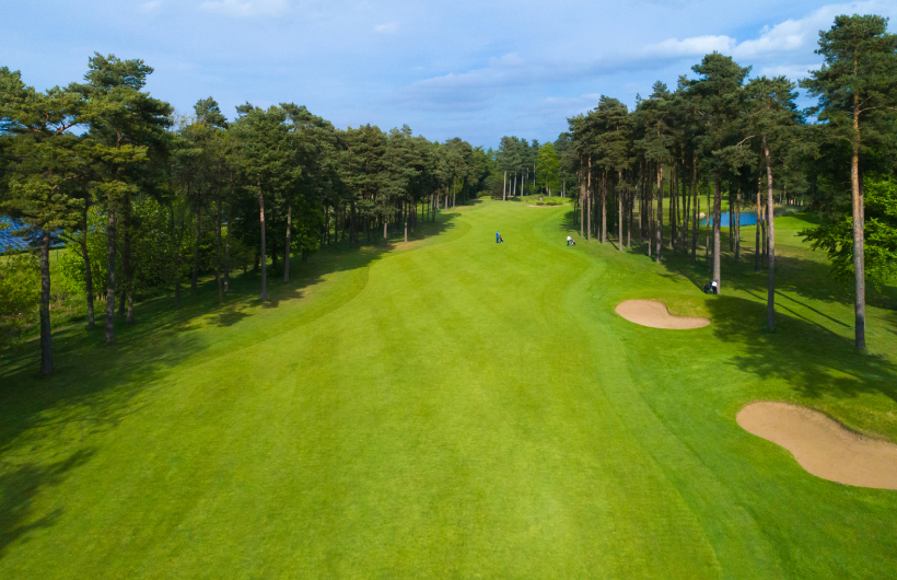 Forest Pines